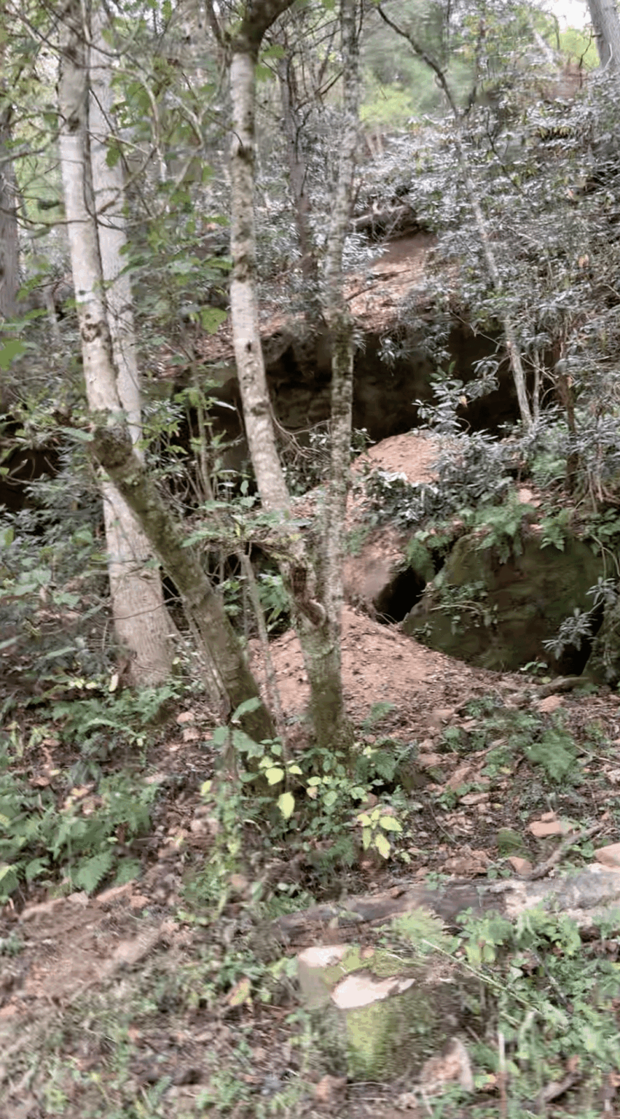 build a cabin in the red river gorge on lot 1 Wooded scene in the Red River Gorge, Kentucky, with small caves visible in the hillside. Lush green undergrowth and tall trees create a natural setting, perfect for building a custom cabin with our construction company.