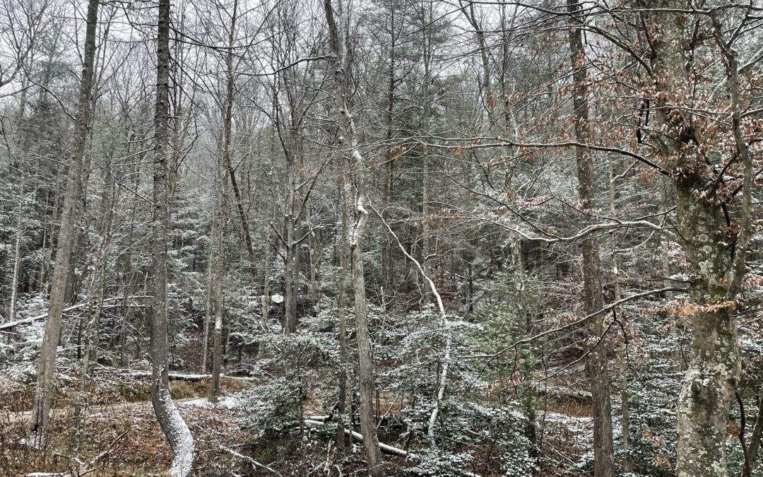 Creekside Lot with Rock Features in Red River Gorge, KY – Lot 4
