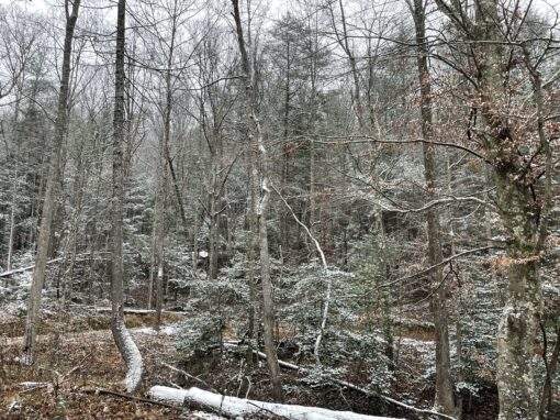 Creekside Lot with Rock Features in Red River Gorge, KY – Lot 4 Creekside Lot with Rock Features in Red River Gorge, KY – Lot 4