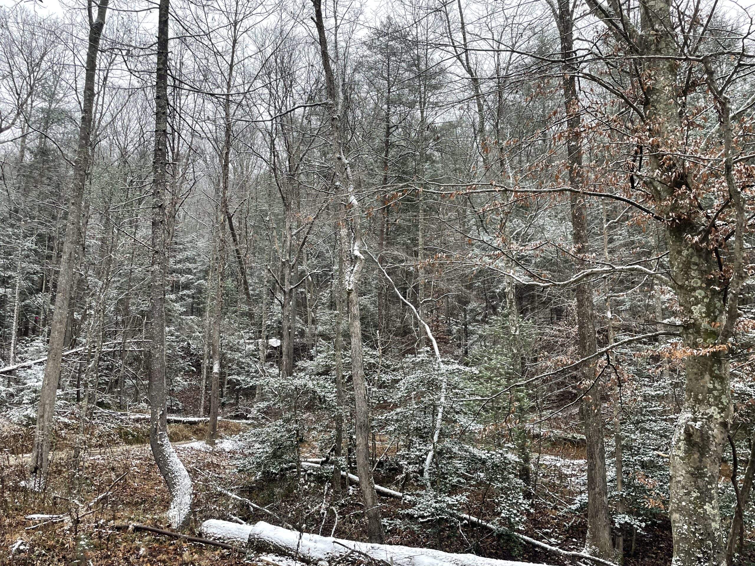 Land/Lots for Sale at the Red River Gorge KY 2 Winter scene in Red River Gorge, KY, showing snow-dusted trees and a creek. This creekside lot, perfect for a custom-built cabin, features beautiful rock formations. Envision your dream home with our cabin building company.