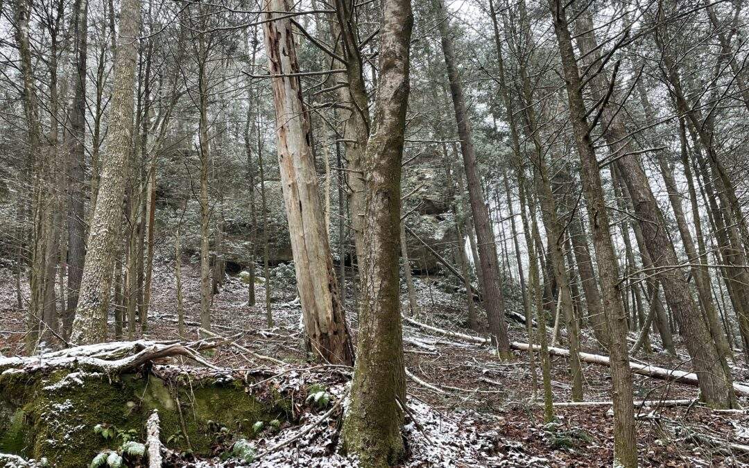 Red River Gorge KY Land for Sale – Lot 2