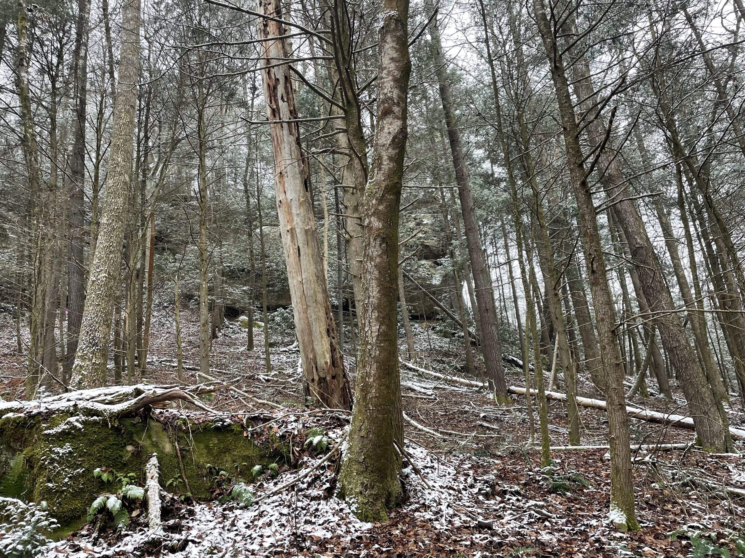 Land/Lots for Sale at the Red River Gorge KY 4 Snow-dusted Red River Gorge forest scene with bare trees, mossy rocks, and a glimpse of rock formations in the background. Ideal Kentucky land for sale for building a custom cabin.