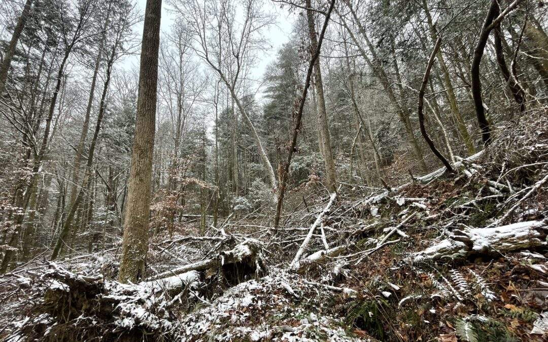 Secluded Forest Retreat in Red River Gorge, KY – Lot 3