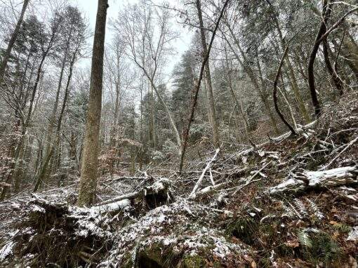 Secluded Forest Retreat in Red River Gorge, KY – Lot 3 Secluded Forest Retreat in Red River Gorge, KY – Lot 3
